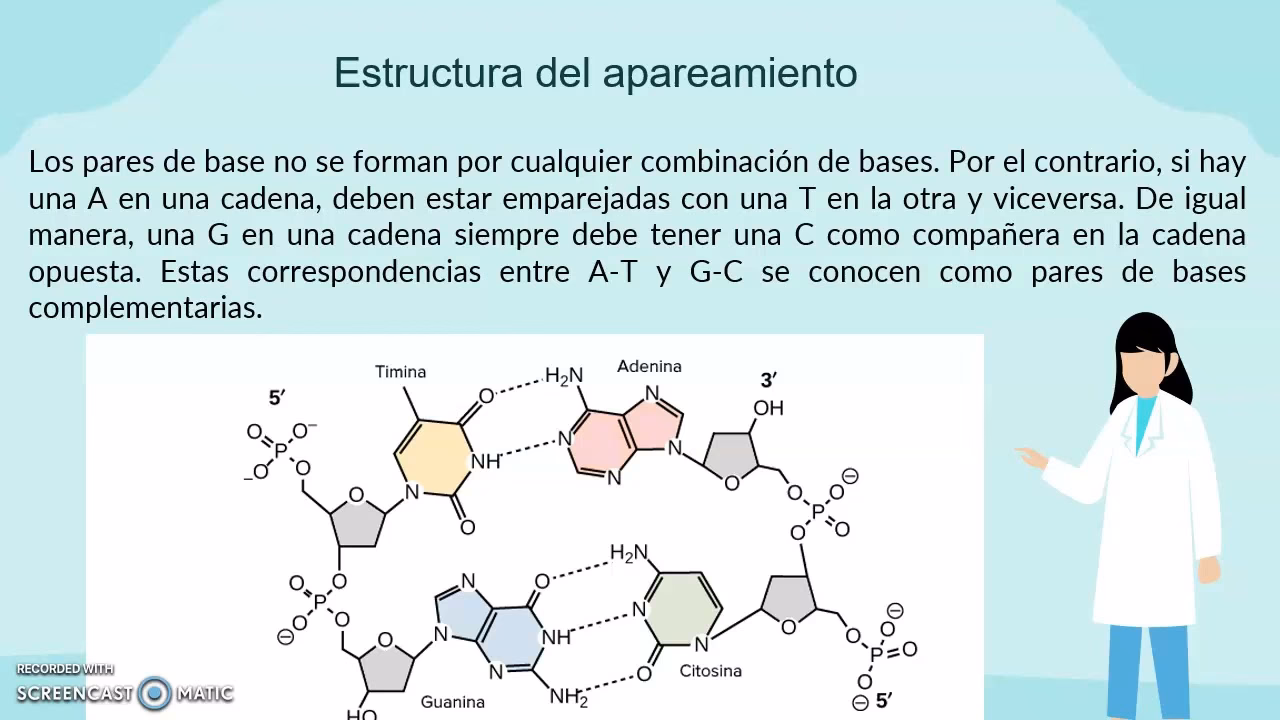 ¿Qué es la regla de apareamiento de bases?