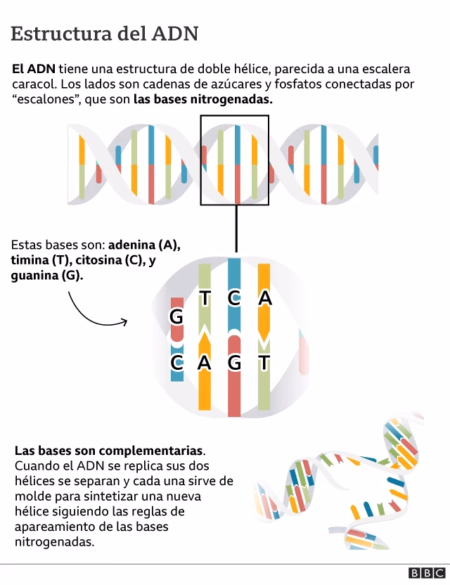 ¿Qué ascendencia tienen los rusos?