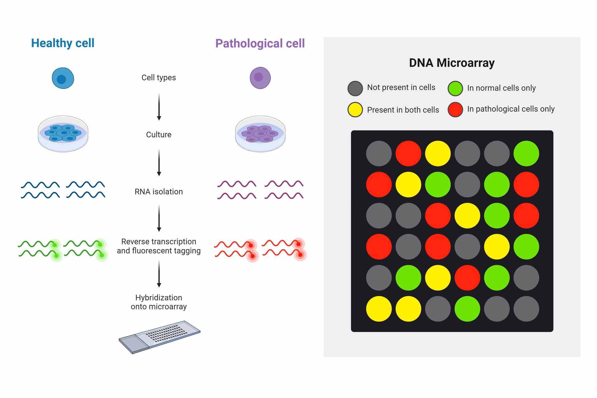 ¿Qué es la técnica de microarrays?